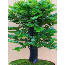 С�~��̴�辰�䘶ֲ�ﻨ�������k���҃ȾGֲ�ͺ��ļ�����