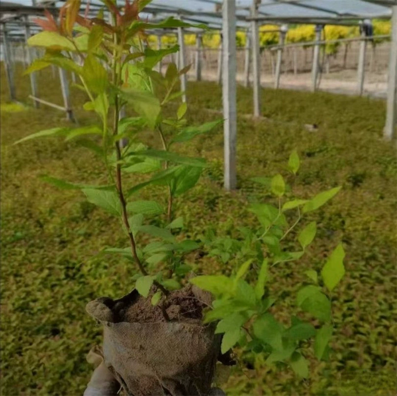 Компания питомник оптом Jinshan Spiraea маленькая чашка рассада Инженерная рассада 120 двойной цвет чашка количество рассады скидка