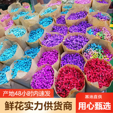 满天星鲜花批发彩星鲜花基地直批婚庆布置花店摆摊用花社区货源