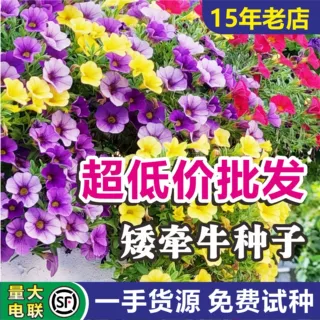 矮牵牛种子发芽率高重瓣垂吊矮喇叭花籽景区花坛造景时令草花