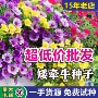 重瓣时令景区喇叭花籽