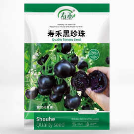寿光糖水炸弹黑珍珠番茄种子苗秧苗小柿子圣女果水果蔬菜籽种种苗