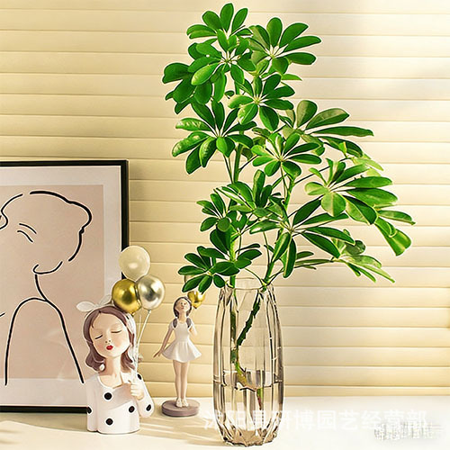 Hydroponic Spathiphyllum Flower Potted Green Plant Indoor Living Room Fresh-Cut Japanese Bellflower Water-Grown Fortune Tree Horsewood Hydroponic Spathiphyllum Flower Potted Green Plant Indoor Living Room Fresh-Cut Japanese Bellflower Water-Grown Fortune Tree Horsewood