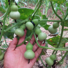 ����С���J�ѷN��������J���ԷN���҃��̨ͥԺ����ֲ���ļ��^�p