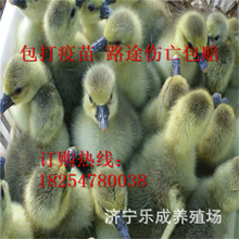 繁殖出售獅頭鵝小點的獅頭鵝苗價格種蛋價格養殖出售孵化的獅頭鵝