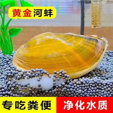 黄金河蚌黄金蚬观赏净水专吃鱼粪大号河蚌活体宠物清理淡水螺