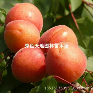 嫁接杏树苗特大太平红杏南北方种植当年结果盆栽地栽庭院果树果苗