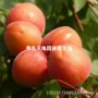 地栽嫁接庭院特大杏树苗