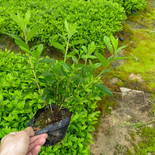 ���ݻ���ֱ�l ë���N �k��˾�͏d�����ļ��_�� ����r����ľ