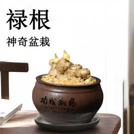 禄根盆栽带芽灵好养不当生姜苗种植植物办公室内桌面小绿植盆景