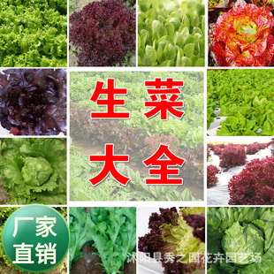 Wholesale color bag vegetable seeds cream lettuce seeds 500 grains a pack of four seasons easy to sow large wholesale by catty