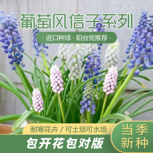葡萄风信子种球盆栽地栽庭院球根种子植物多年生风信子花卉大球