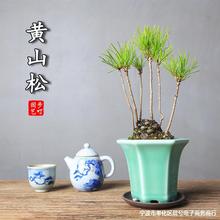 创意黄山松松果盆栽茶台微景观室内好养窗台绿植物四季长青小盆景