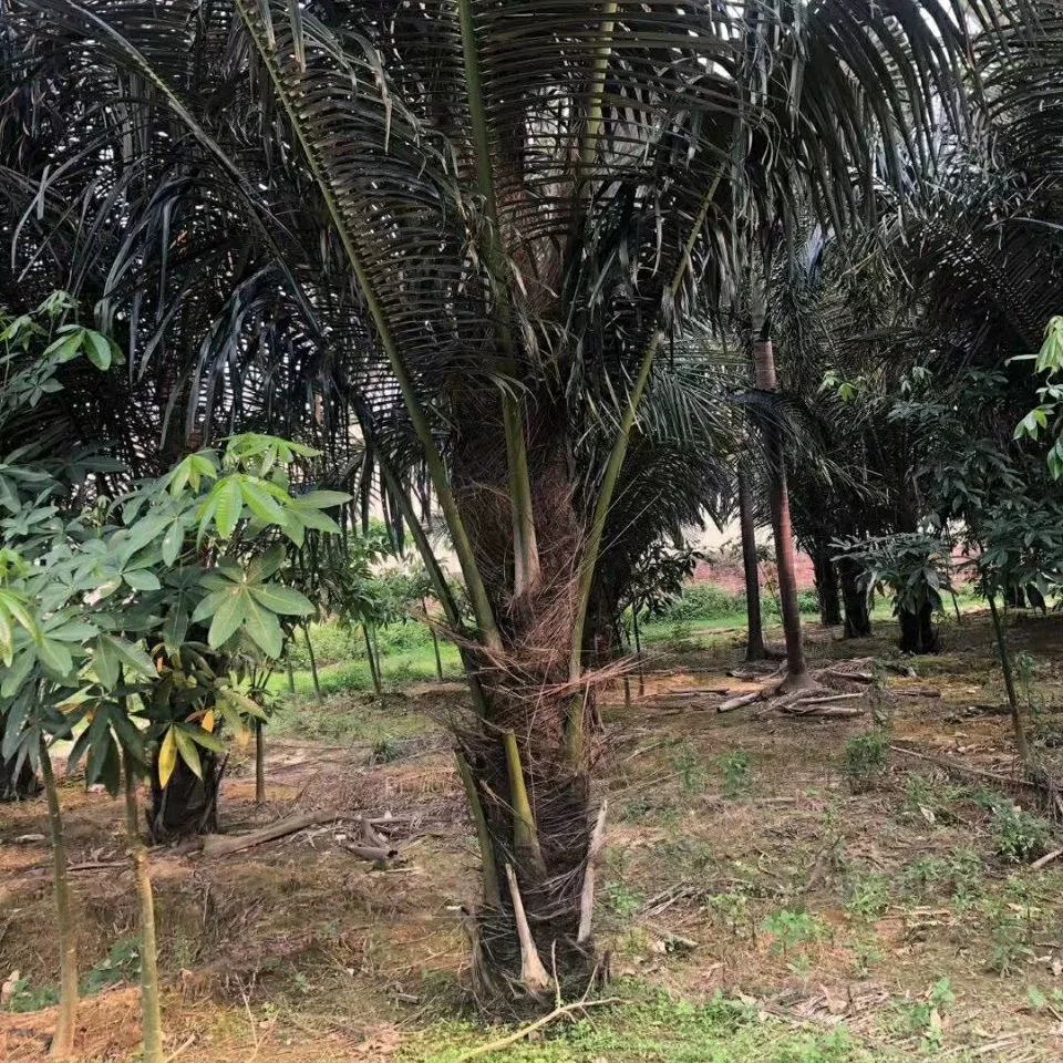 207 Долгосрочная поставка сахарной сахарной пальмы Кокос 2-10 метров в высоту большие пальмовые уличные деревья