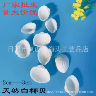 天然贝壳特白白贝壳白椰贝白毛贝鱼缸水族装饰工艺原料超白DIY