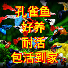 �Pβ�~��ȸ�~�Ꭷ�~С���^�p�~��Ʒ���B�ˮ�~��ֳ��ĸ�R�ḁ��