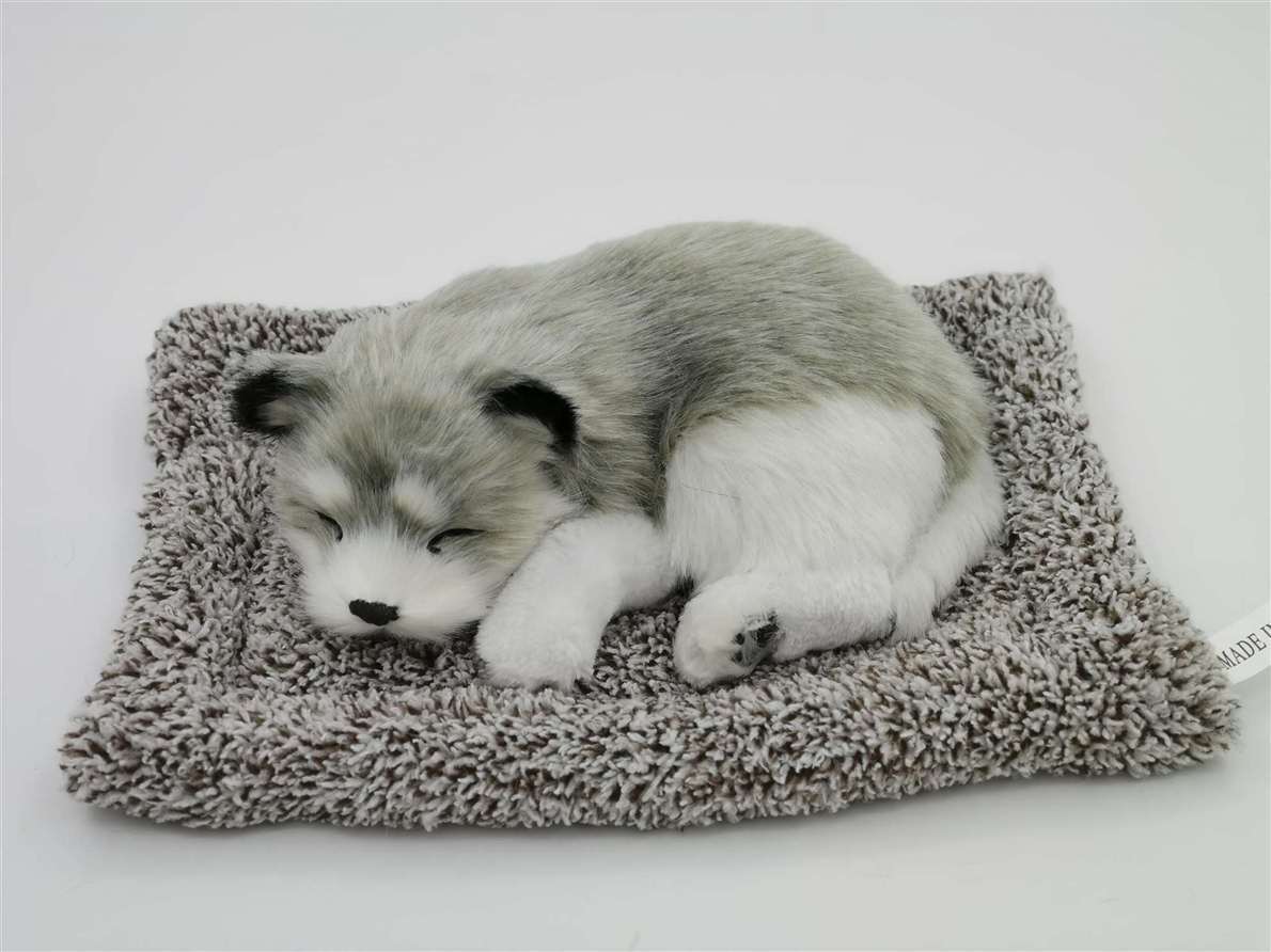 El gran husky entrega un puño gris.