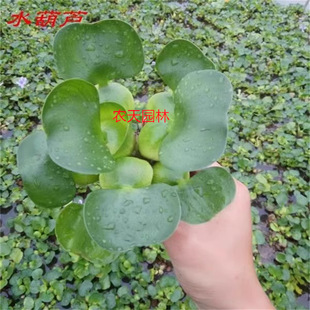 Water Hyacinth, Water Hyacinth, Hydroponic Plants, Water Hibiscus, Aquatic Plants, Aquatic Ponds, Fish Tanks, Landscaping, Breeding, Water Quality Purification