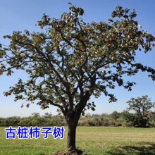 柿子树50公分柿子树苗老桩柿子树大型柿子树百年柿子树苗造型柿子