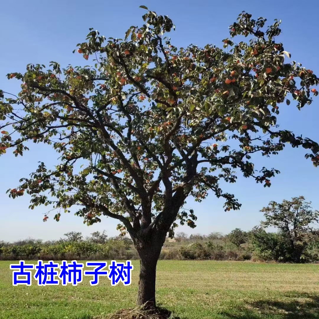 柿子树50公分柿子树苗老桩柿子树大型柿子树百年柿子树苗造型柿子