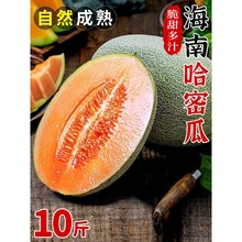 新疆哈密瓜10斤新鲜水果当季冰淇淋蜜瓜脆甜蜜香瓜哈密瓜包邮