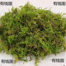 ̦�\���I�B��������m�m���Nֲʯ������ˮ̦����̦�m�����������