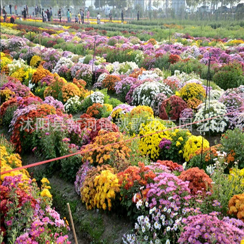 Почвопокровные семена хризантемы Цветы Four Seasons Цветение Four Seasons постоянно балкон в горшках осенне-зимние семена цветов семена хризантемы семена