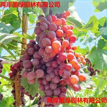 �½�����������ј��m�����Ϸ��Nֲ�����ٹ�����箔��Y��������