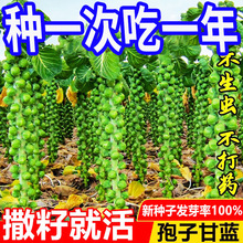 ���Ӹ��{�N�ӡ�һ���ļ��N���Ӹ��{���С���˾��Ĳ˰��Ĳ˷N��Z