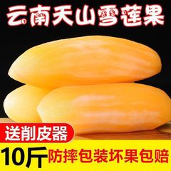 雲南天山ヤーコン フレッシュイエローハートヤーコン フルーツ フレッシュシーズンフルーツ フレッシュストレート