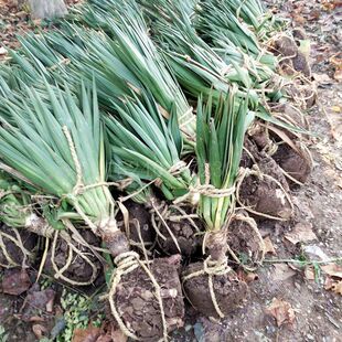 ���K�������ֱ�N  ����ë��  �z�m����  Ҏ���Rȫ �Pβ�m������