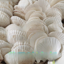 托盘蒜蓉大蒸贝壳贝壳用扇贝粉丝白色热卖夏威夷烧烤扇半壳大默认