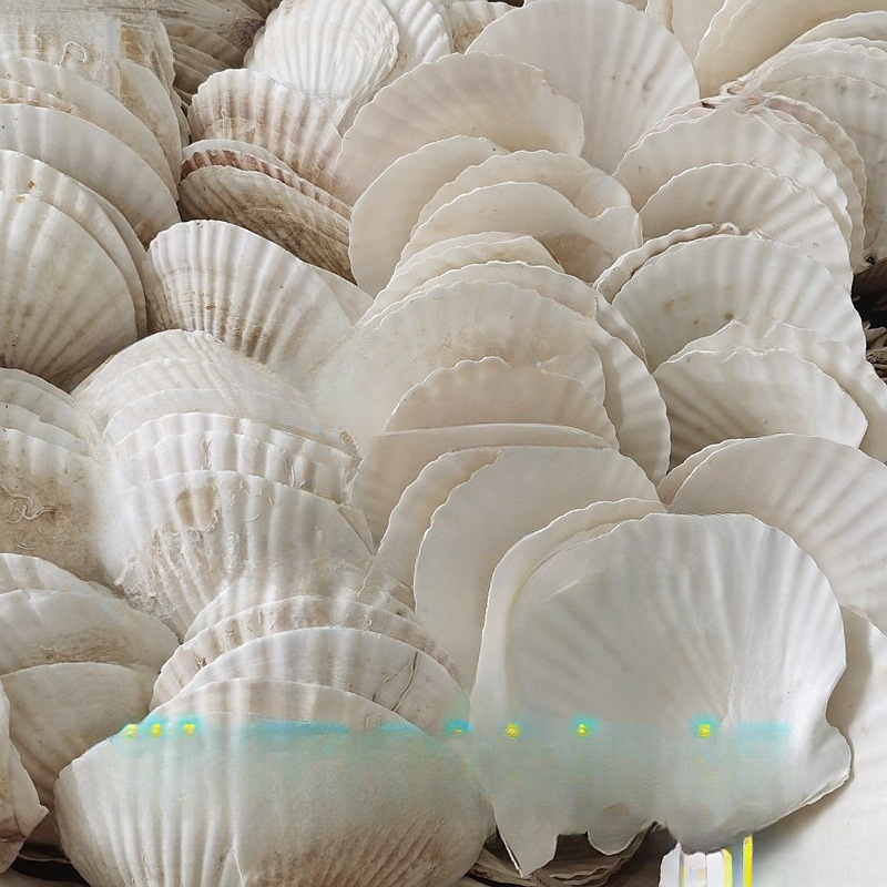 托盘蒜蓉大蒸贝壳贝壳用扇贝粉丝白色热卖夏威夷烧烤扇半壳大默认