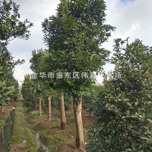 ����ֱ�N���ݶ�Ҏ���ȫ������ ���ԹǼ����� �������� �֘�