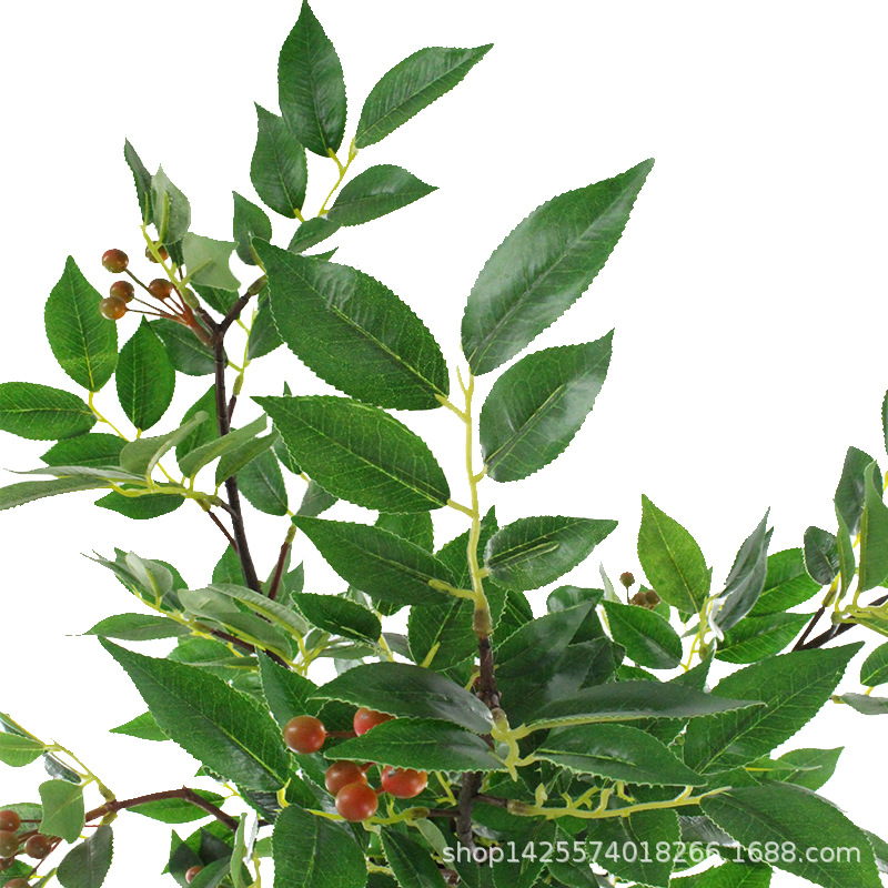 XRB-251 赤楠叶叶三叉0.95米  (2).jpg