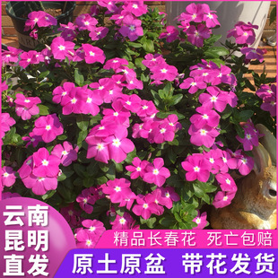 һ�����l���ֱ�l�L�������Ի��玧�����ļ��_���������~÷�ļ�÷