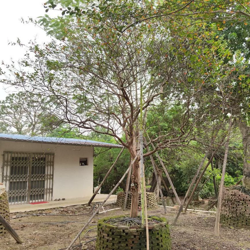 2111 Поставка родного сафлорового старого лиливерского целая корона листовая лилейная лилейная лилейная 15 см садовая специальная древесина