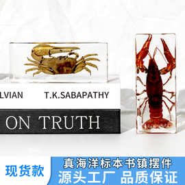 （盒装）滴胶树脂标本摆件真实蝎子小龙虾招潮蟹文创市集工艺品