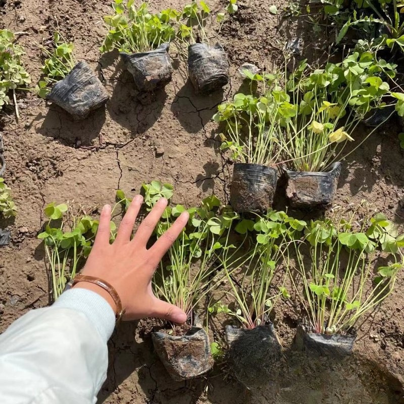 基地批发红花酢浆草  林下地被植物 多年生植物