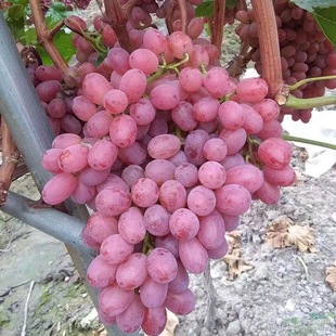A Large Number of Bingmei Grape Seedlings Are Self-Produced and Sold with High Quality. High-Quality Bingmei Shandong Grape Seedlings Are Sold Directly from the Base