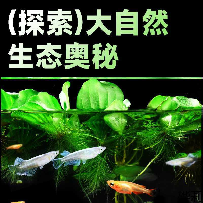 Guppy Ornamental Fish Fry Are Easy to Raise in Cold Tap Water and Are Small Freshwater Fish That Do Not Require Oxygen and Are Suitable for Lazy People
