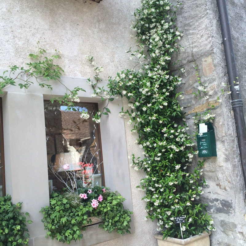 Базовая Серебряная ветряная мельница Жасмин восхождение лоза цветы Растения Сад Балкон в горшке четыре сезона вечнозеленое растение