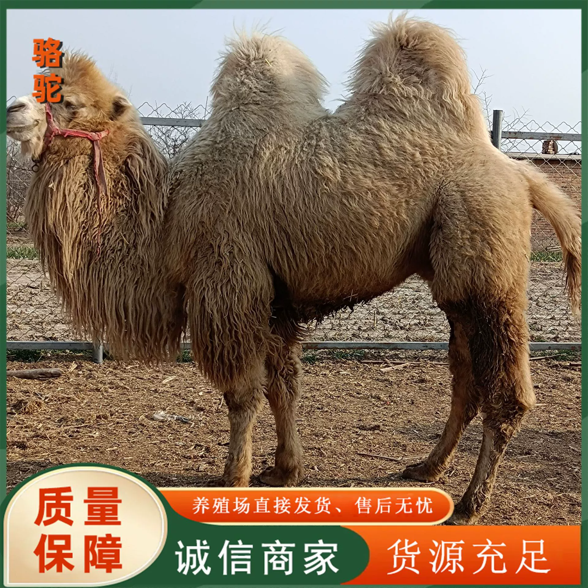 Цена на фото-прогулку с верблюдом, туристический аттракцион, продажа и аренда верблюдов, разведение верблюдов, живое животное дромедарь