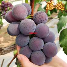 ��Ʒ�N���������ش�ƹ����������޷�����ϱ����ļ��Nֲ����Y��