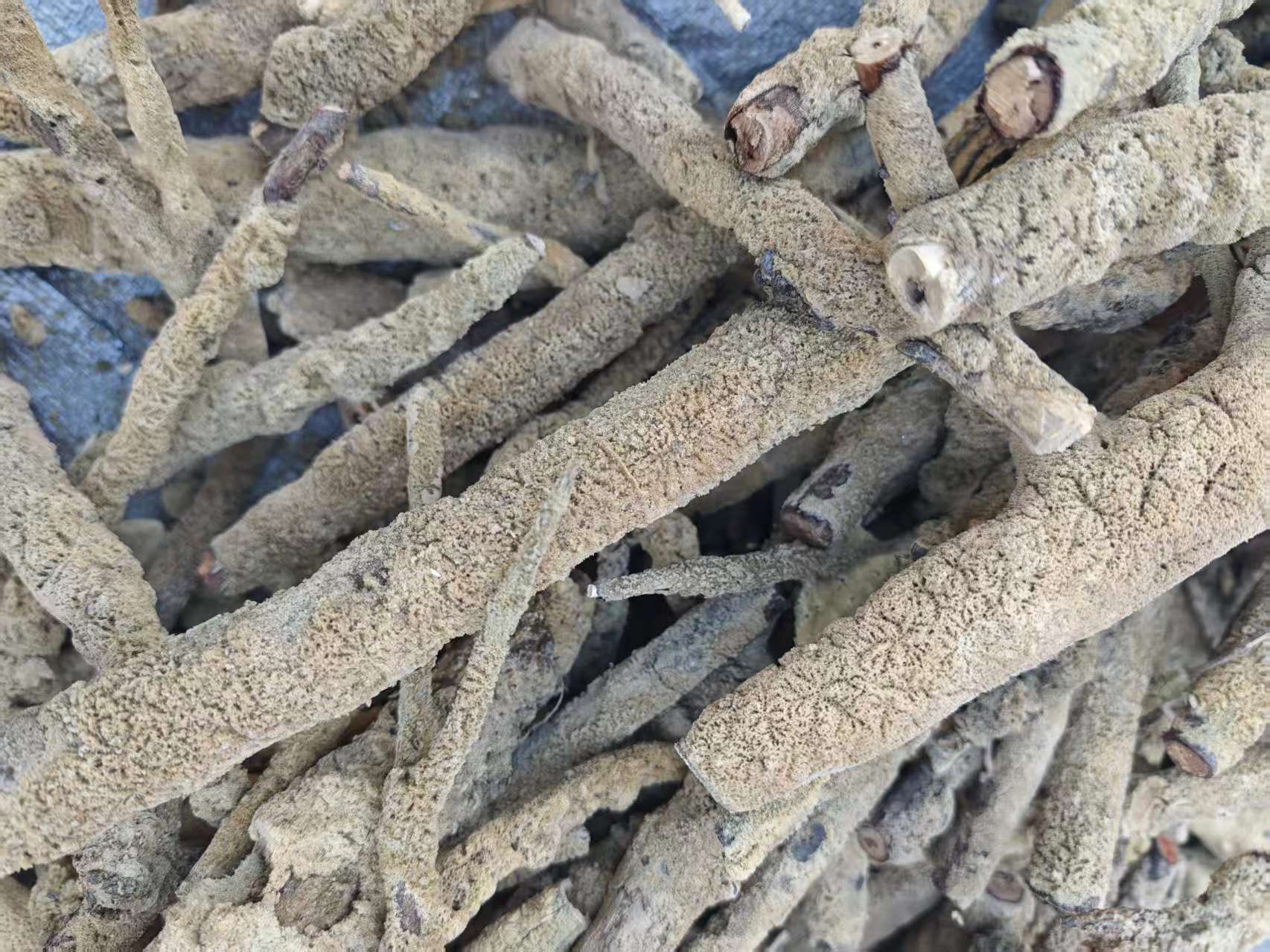 Zi Xiao Hua (Spongilla fragilis) — Dried Freshwater Sponge Herb, 500g Culinary Grade in use