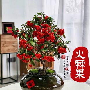 �𼬘����Լ�����辰�M�üt�^���Gֲ�̨ͥԺ�����_���Y��ֲ��