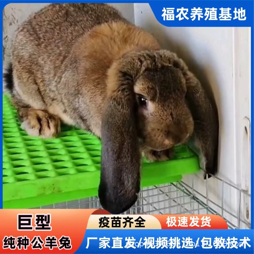 Шаньдунская крупная ферма по разведению чистокровных кроликов-самцов, оптовая продажа, живые молодые и взрослые кролики-самцы, бесплатная доставка