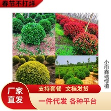 亮晶女贞树苗小叶亮金女贞球形盆栽庭院绿化耐寒耐热造型盆景植物