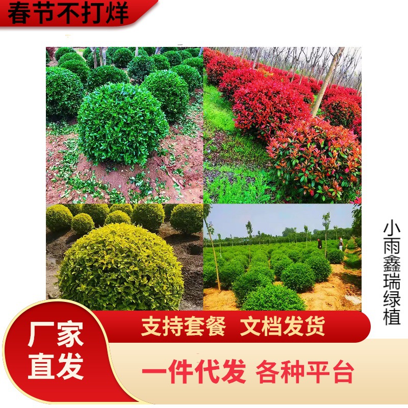 亮晶女贞树苗小叶亮金女贞球形盆栽庭院绿化耐寒耐热造型盆景植物