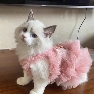Thin Sweetheart Lace Princess Cute Spring and Summer Pet Cat Clothes Dog Pet Dress Suspender Skirt